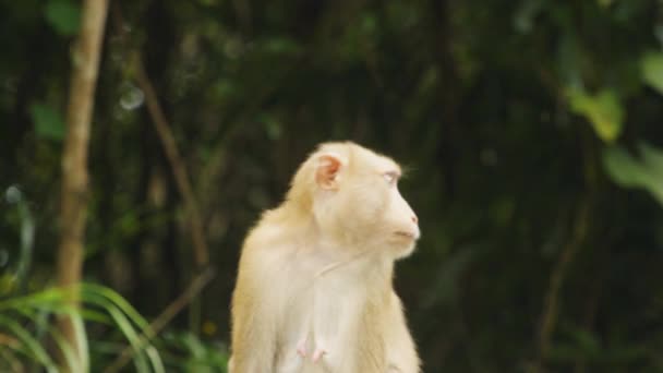 Macaco Cauda Porco Olha Volta Enquanto Macaco Bebê Cai Árvore — Vídeo de Stock