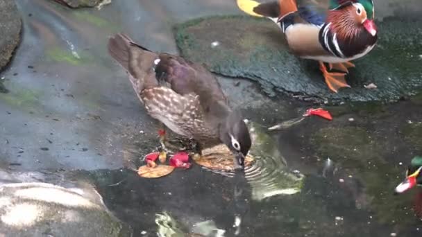 Paar Mandarinen Enten Mandarinen Enten Aix Galericulata Die Seite Seite — Stockvideo