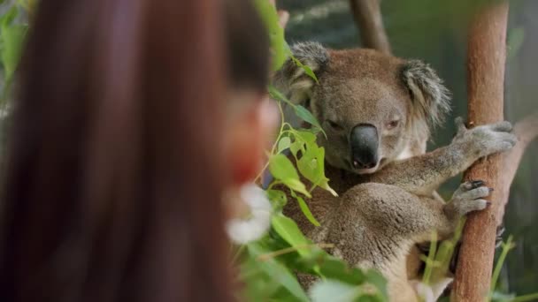 Yapraklı Sakız Ağacı Nda Oturan Avustralyalı Koala Izleyen Kızın Yakın — Stok video