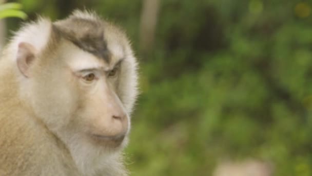 Mature Monkey Pig Tail Macaque Looks Confused Facial Expression Tropical — Stock Video