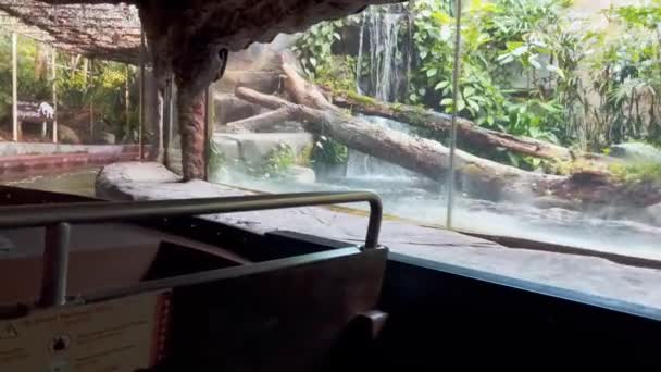 아마존 퀘스트 싱가포르 강에서의 사파리 동물원 아름답고 잎사귀 환경을 항해하는 — 비디오