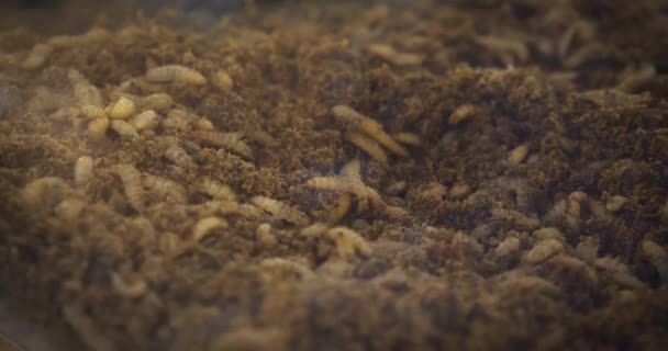 数以百计的黑战士飞Bsf幼虫蠕虫在棕榈油废物中摇摆不定 — 图库视频影像