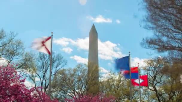 Waszyngton Obelisk Flagi Machające Pod Wiosennym Błękitnym Niebem Timelapse — Wideo stockowe
