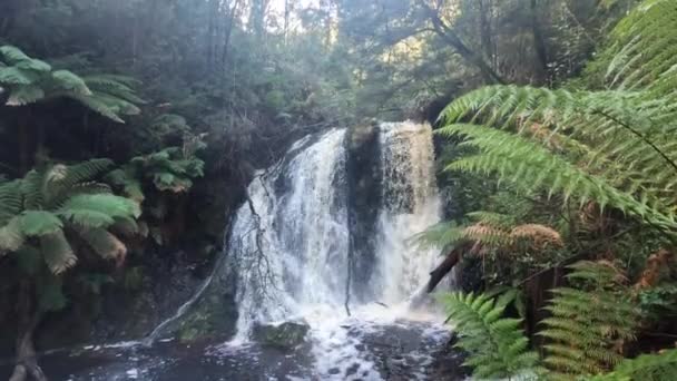 Hogarth Fall Strahan Costa Oeste Tasmania Australia — Vídeos de Stock