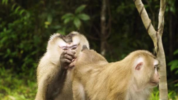 Pair Monkey Pig Tail Macaque Cleaning Eating Bugs Fur Coat — Stock Video