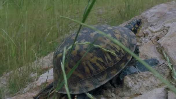 Kara Kaplumbağası Dinlenmeden Önce Çimenlerin Yakınındaki Bahçede Kayaların Üzerinde Sürünüyor — Stok video