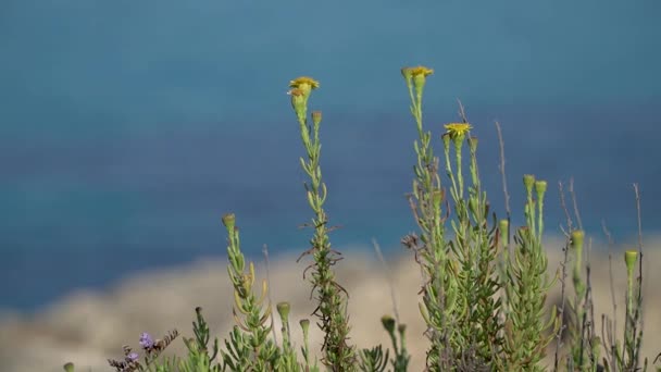 ดอกไม เหล ทะเลเมด เตอร เรเน ยนเบลอในพ นหล Limbarda Crithmoides นสายพ — วีดีโอสต็อก