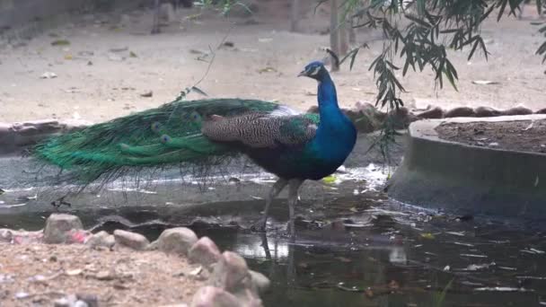 Exotické Druhy Modrý Indiánský Peafowl Pavo Cristatus Procházky Přemýšlení Kolem — Stock video