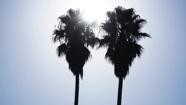 Góra Dwóch Wysokich Palm Washingtonia Robusta Przeciwko Porannemu Błękitnemu Niebu — Wideo stockowe