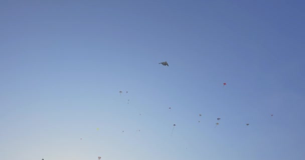 Tiro Papagaios Voando Vento Durante Dia Muito Bonito Sem Nuvens — Vídeo de Stock