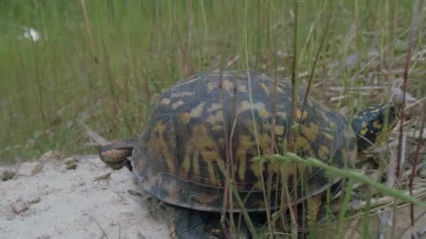 Oostelijke Doosschildpad Die Steen Verlaat Kruipt Langzaam Verse Groene Grassprieten — Stockvideo