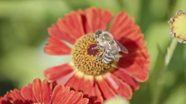 Een Honingbij Verzamelt Nectar Van Prachtige Helenium Bloemen Met Rood — Stockvideo