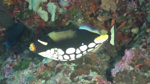 Payaso Triggerfish Nadando Sobre Coloridos Arrecifes Coral — Vídeo de stock