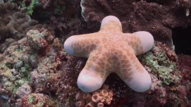 Wielka Brązowa Rozgwiazda Spoczywająca Tropikalnej Rafie Koralowej — Wideo stockowe