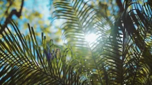 Luz Solar Brilhante Que Passa Através Das Folhas Verdes Longas — Vídeo de Stock