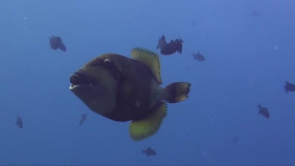 Riesiger Drückerfisch Schwimmt Nahe Der Kamera Blauen Ozean — Stockvideo
