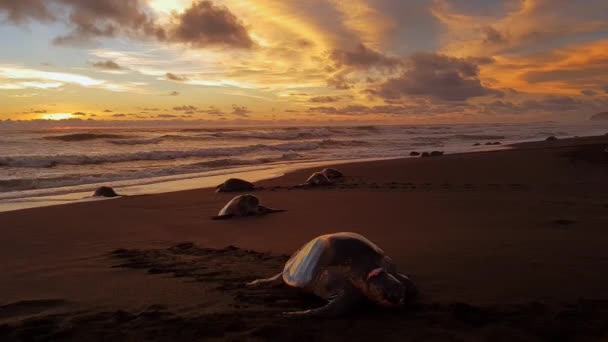 Schildpadden Het Sandy Ostional Beach Bij Zonsondergang Eieren Leggen Breed — Stockvideo
