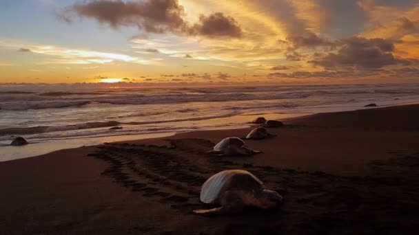 2018 Sea Turtles Coming Sandy Shore Ostional Beach Lay Eggs — 비디오