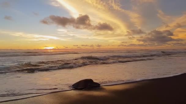 Olive Ridley Zeeschildpad Nestelen Eieren Leggen Ostional Beach Bij Zonsondergang — Stockvideo