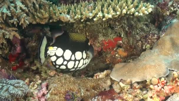 Clown Drückerfisch Schwimmt Unter Tischkorallen Auf Farbenfrohem Korallenriff — Stockvideo