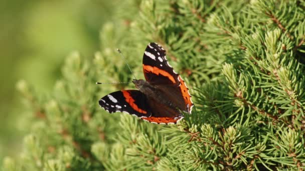 Red Admiral Butterfly Sedící Smrkovém Stromě Zblízka — Stock video