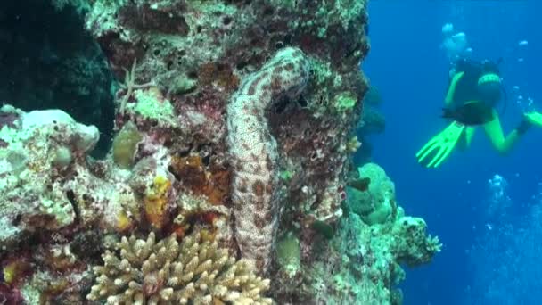 Tengeri Uborka Csepp Korallzátony Búvár Háttérben — Stock videók