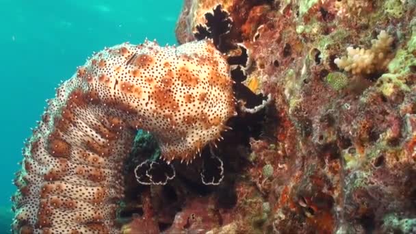 Zeekomkommer Wandelen Kleurrijke Koraalrif — Stockvideo