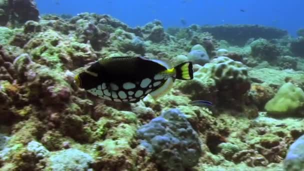 Clown Drückerfisch Schwimmt Über Korallenriff Tropischen Ozean — Stockvideo