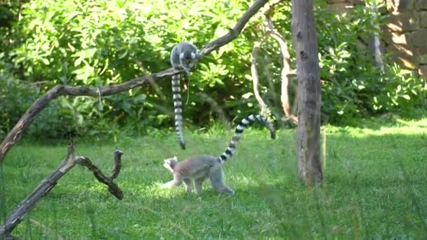 Jonge Maki Spelen Rond Boomtak Groen Bos Statisch — Stockvideo