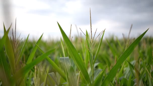 Közel Egy Hatalmas Kukoricaültetvényhez Szürke Esti Égbolt Alatt — Stock videók
