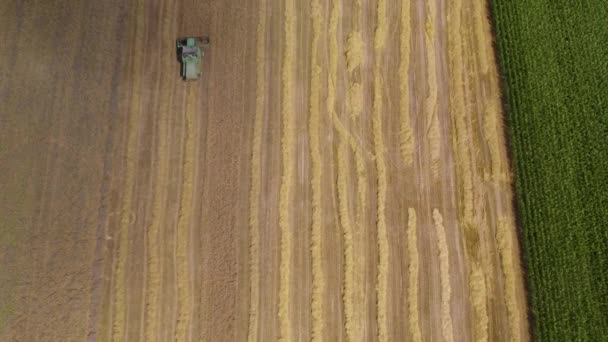 Luftaufnahme Eines Mähdreschers Der Goldenen Weizen Schneidet Mähdrescher Auf Einem — Stockvideo