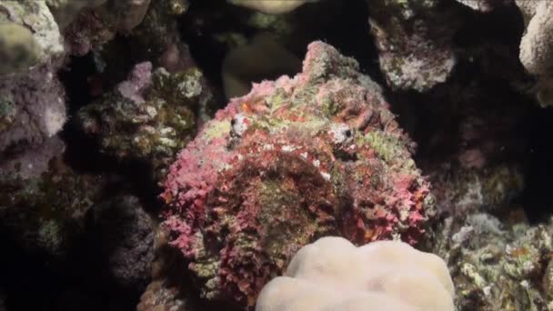 Stonefish Assis Sur Récif Corallien Dans Mer Rouge — Video