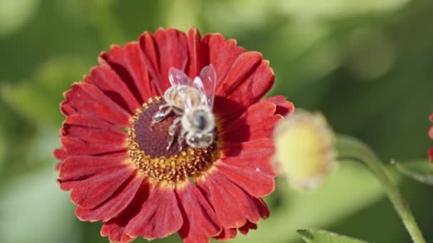 Honey Bee Gathering Nectar Beautiful Helenium Flowers Red Centre Petals — Stock Video