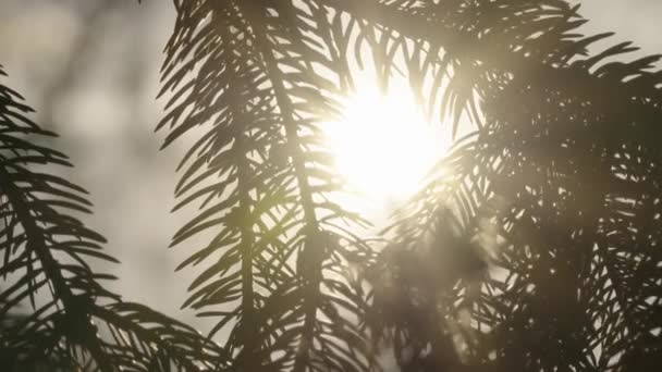 Letni Wieczór Lesie Słońce Przebija Się Przez Gałęzie Drzewa Magiczny — Wideo stockowe