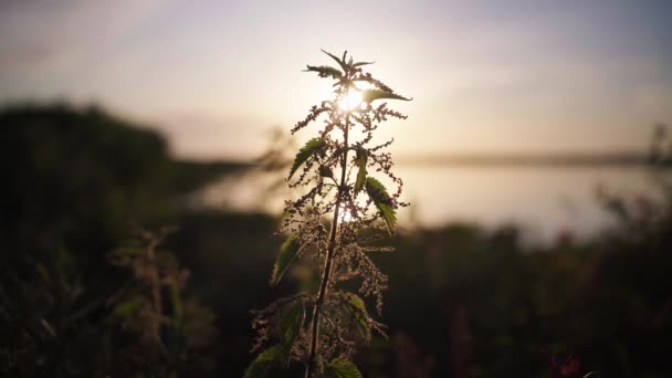 安详悠闲的日出美景 开满鲜花的德克萨斯岛 — 图库视频影像
