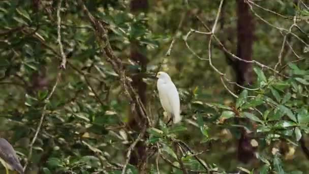 Uccelli Del Costa Rica Egret Nevoso Egretta Thula Appollaiato Appollaiato — Video Stock