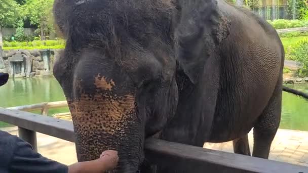 Close Young Elephant Eating Fence Protected Nature Reserve — Stock video