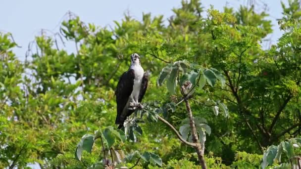 Costa Rica Bird Prey Osprey Fish Hawk Σκαρφαλωμένο Ένα Υποκατάστημα — Αρχείο Βίντεο