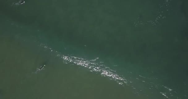 閉じるアップスローモーションショットのHandsome男サーフィンA緑波でGinchoサーフスポット — ストック動画