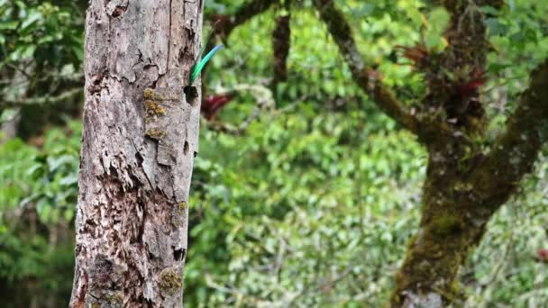 Grüner Schwanz Von Costa Rica Resplendent Quetzal Pharomachrus Mocinno Ein — Stockvideo