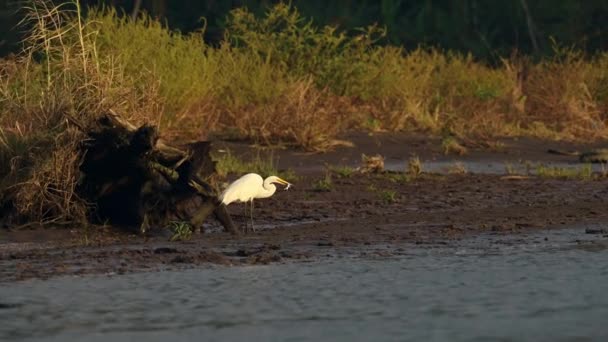 Costa Rica Vogels Grote Witte Reiger Grote Zilverreiger Ardea Alba — Stockvideo