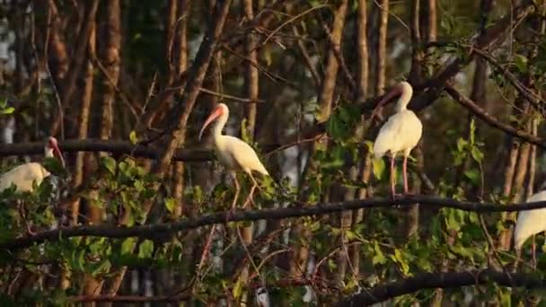 Costa Rica Birds Great White Heron Egretta Thula Perched Perching — Stock videók