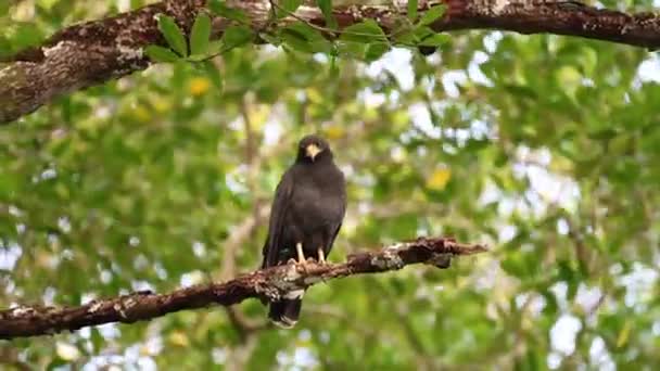 Costa Rica Aves Vida Silvestre Halcón Negro Común Buteogallus Anthracinus — Vídeos de Stock