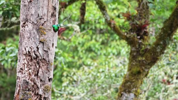 Costa Rica Häikäisevä Quetzal Faromachrus Mocinno Lentävät Lennossa Jättäen Linnunpesä — kuvapankkivideo