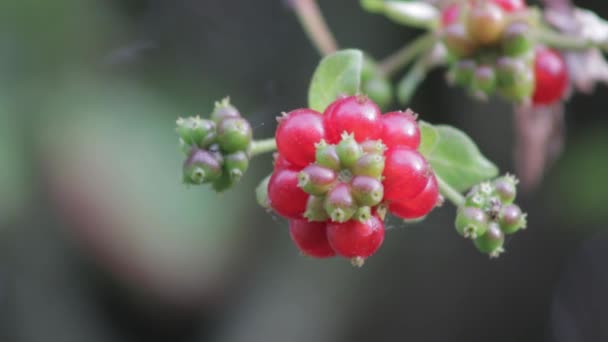 ハニーサックル植物で成長する鮮やかな赤いスイカズラの果実のクローズアップ — ストック動画