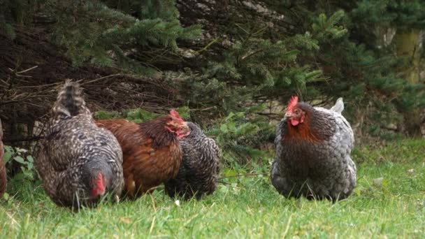 Plymouth Kayası Dahil Olmak Üzere Özgür Tavuklar Yeşil Çimlerle Beslenirler — Stok video