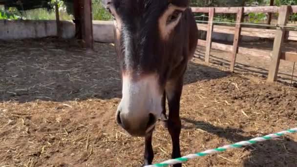 Plan Piédestal Âne Derrière Une Clôture Bois Avec Poney Shetland — Video