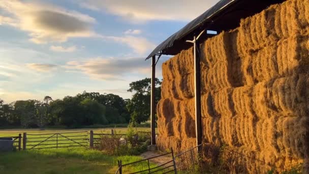 Fyrkantiga Skördade Höbalar För Nötkreatur Den Engelska Gården Cotswolds Stanway — Stockvideo