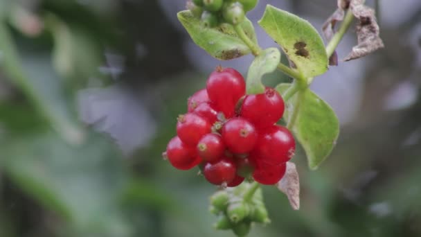 Zbliżenie Kępy Wibrujących Czerwonych Jagód Wiciokrzewu Zawierających Nasiona — Wideo stockowe