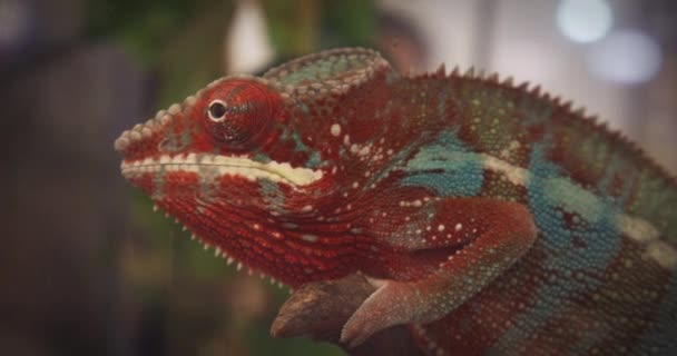 Blízký Záběr Červeného Chameleona Sledujícího Jeho Okolí Veřejném Displeji — Stock video